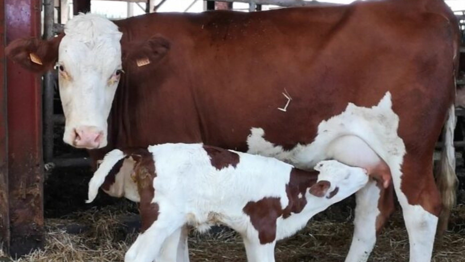 Au Roubary, Magasin à la ferme GAEC Les Champs Fleuris