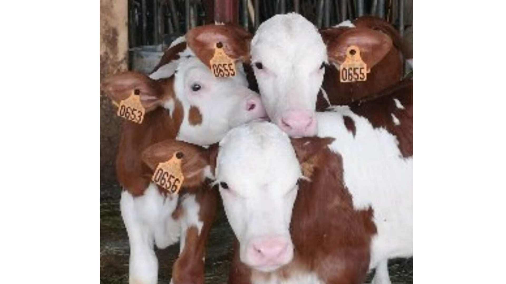Au Roubary, Magasin à la ferme GAEC Les Champs Fleuris