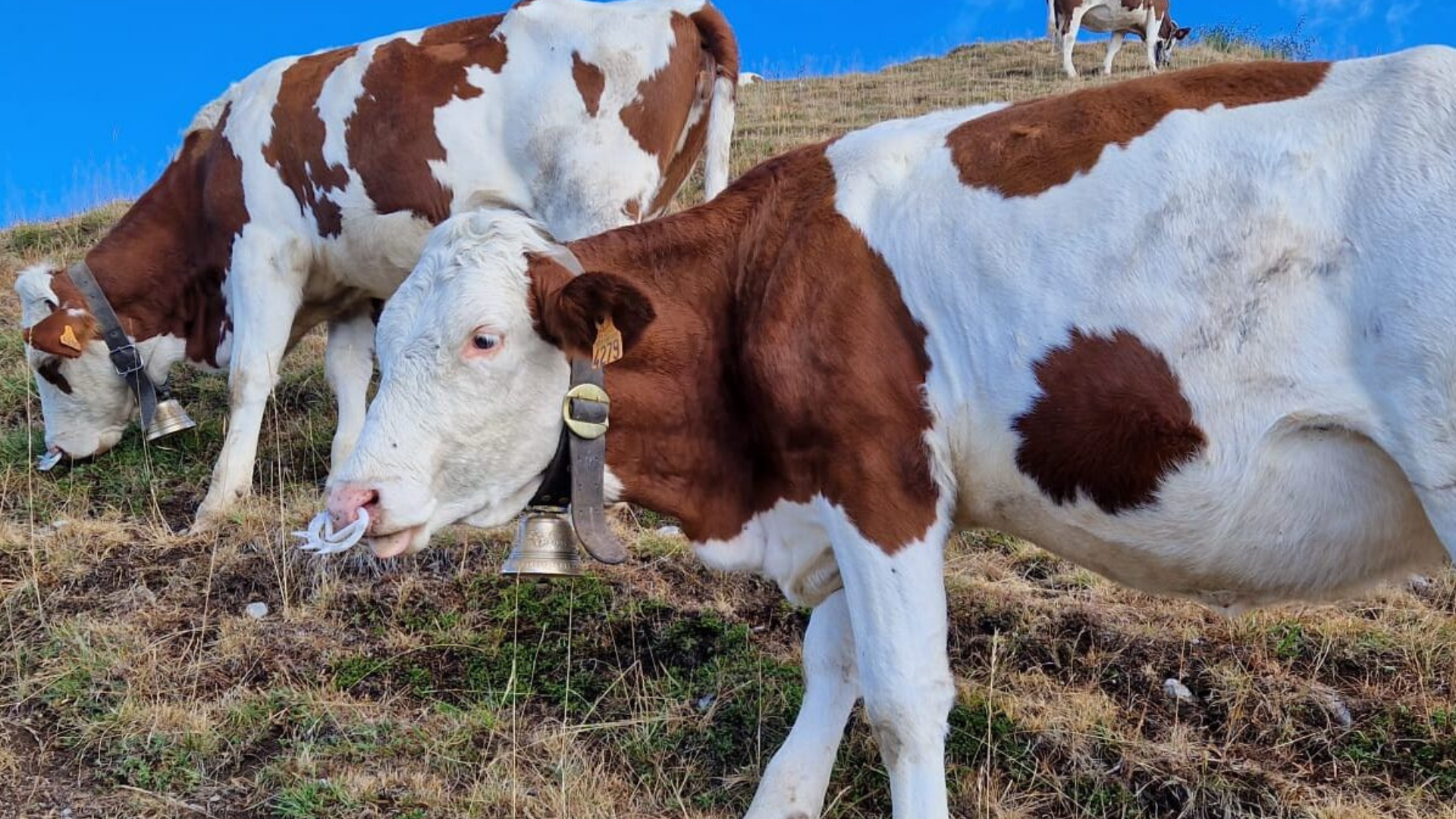 Au Roubary, Magasin à la ferme GAEC Les Champs Fleuris