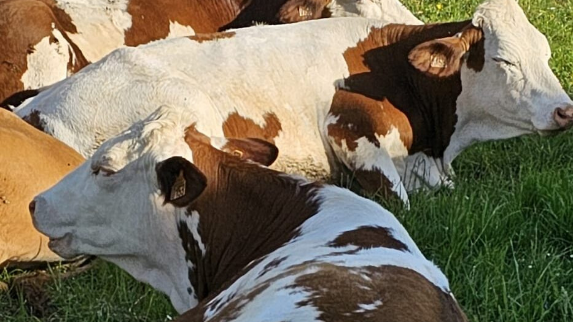 Au Roubary, Magasin à la ferme GAEC Les Champs Fleuris