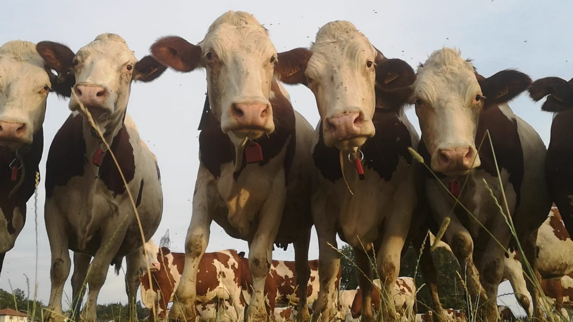 Au Roubary, Magasin à la ferme GAEC Les Champs Fleuris
