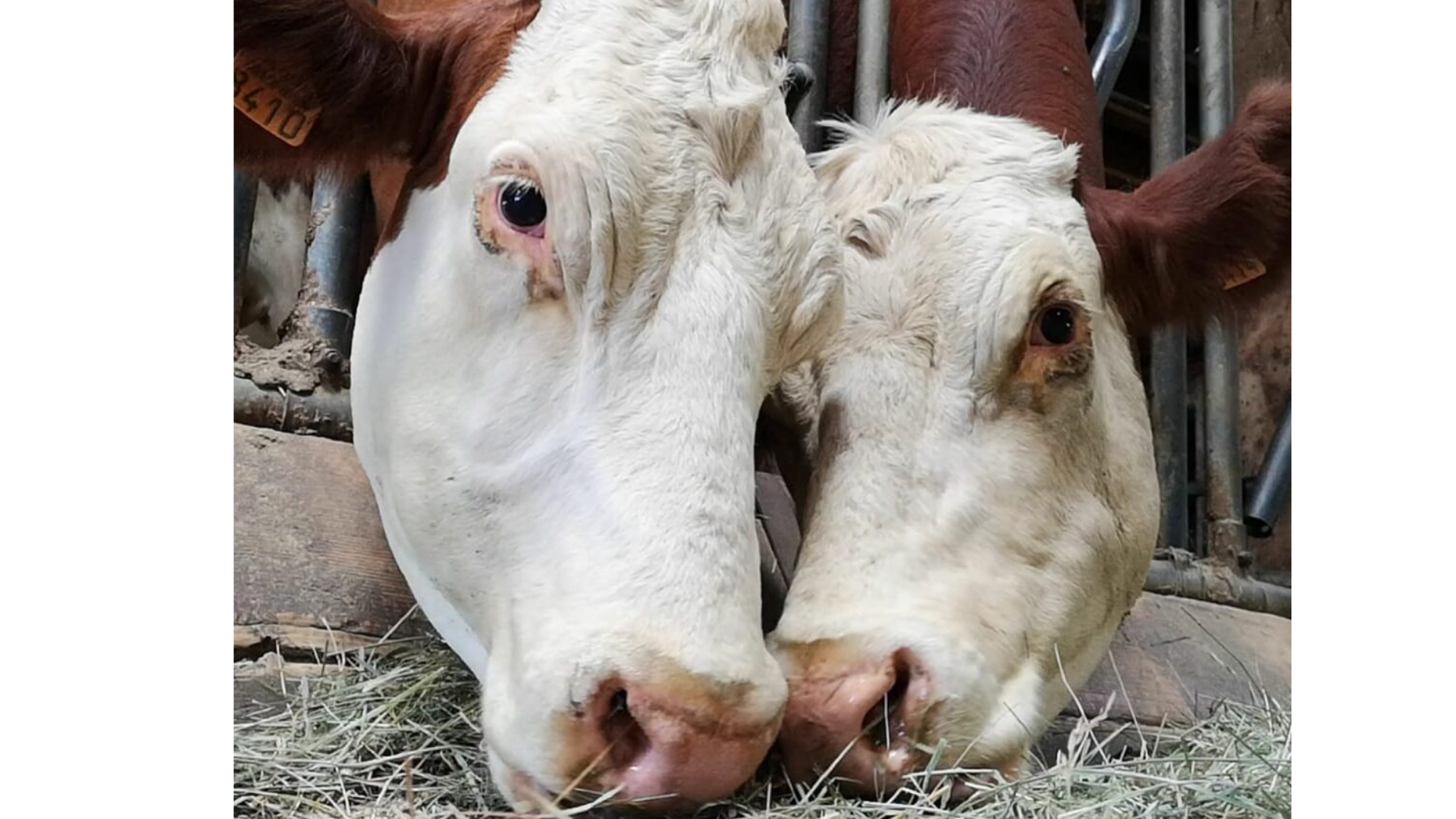Au Roubary, Magasin à la ferme GAEC Les Champs Fleuris