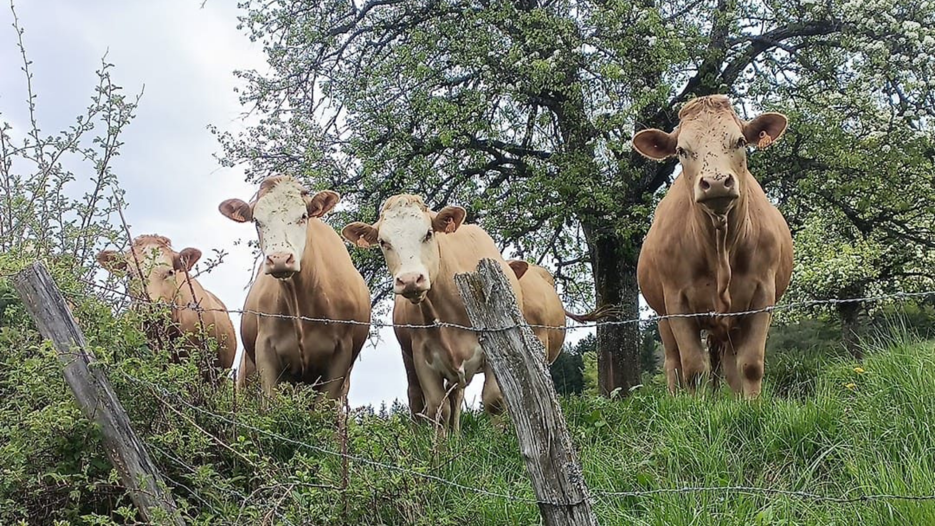 Au Roubary, Magasin à la ferme GAEC Les Champs Fleuris