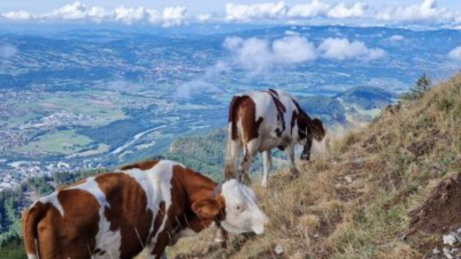 Au Roubary, Magasin à la ferme GAEC Les Champs Fleuris