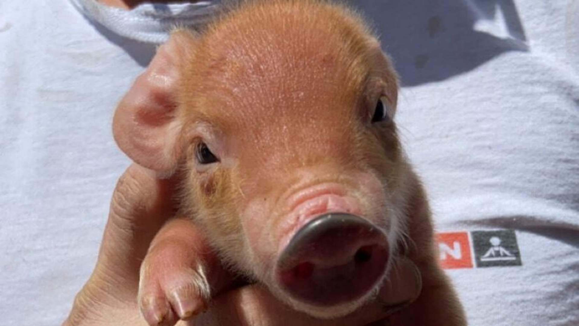 Au Roubary, Magasin à la ferme GAEC Les Champs Fleuris